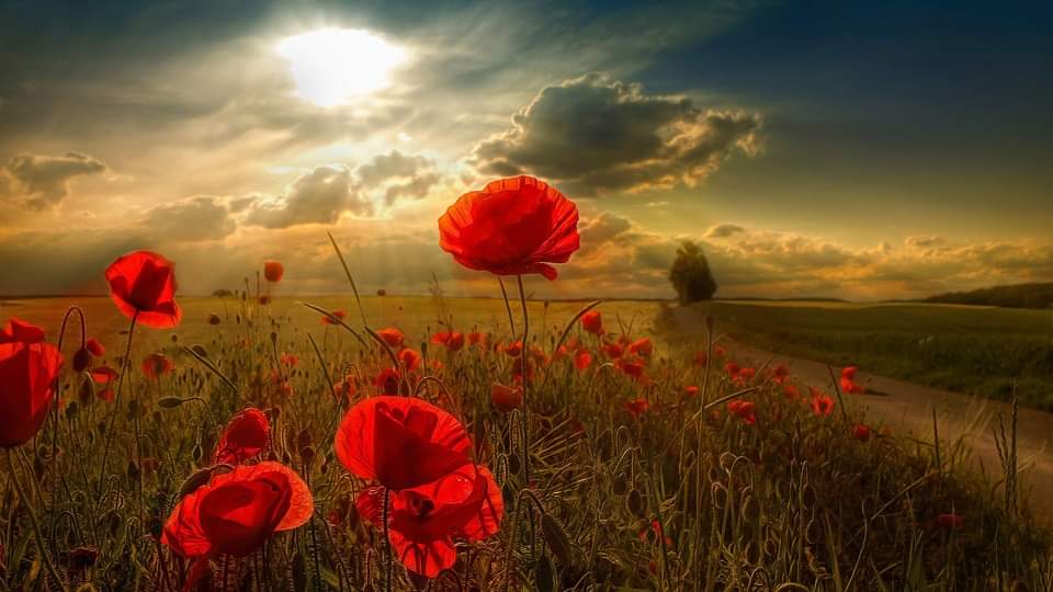 ❤️🌹✨Paki✨🌻❤️ on Twitter: ❤️🌹✨Paki✨🌻❤️ on Twitter: