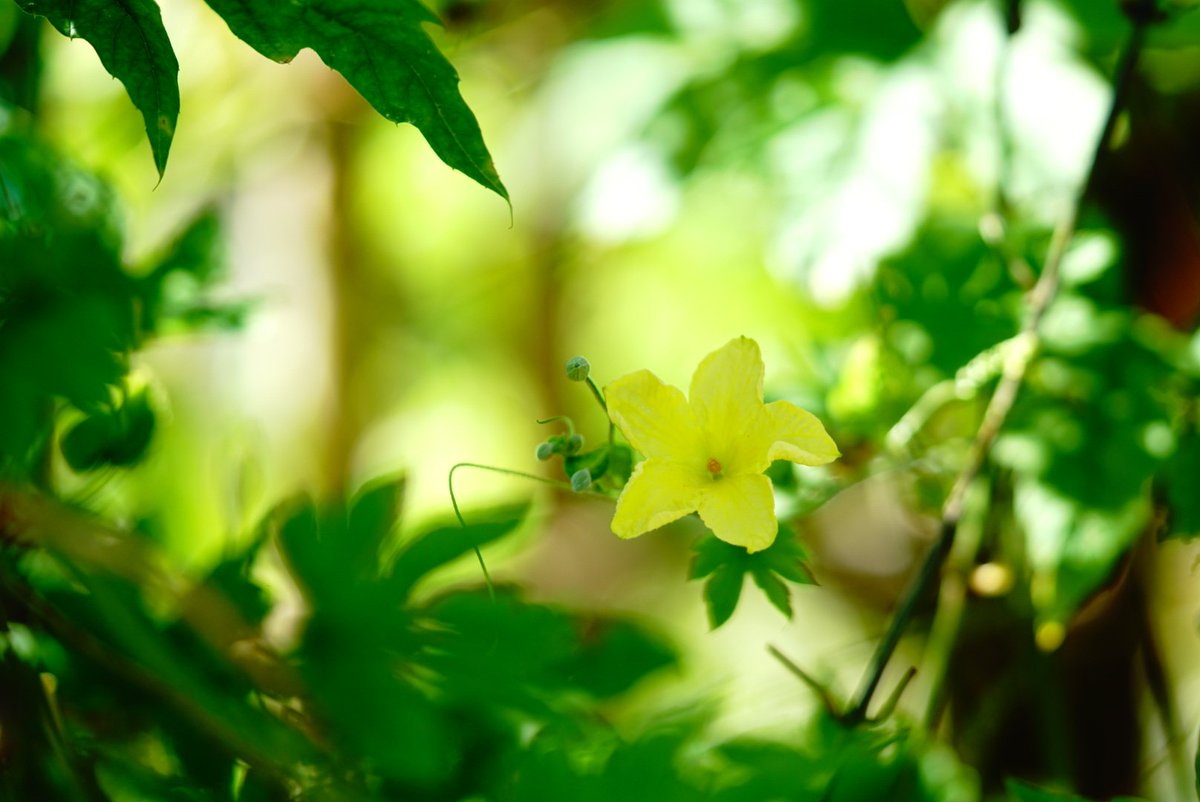 ゴーヤの花