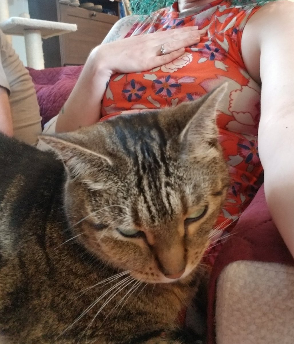 AmandaDeeBee's tweet photo. When I adopted Chili, the animal shelter volunteer really wanted to be sure that I knew she wouldn't be particularly affectionate and definitely was not going to be a lap cat. Five and a half years later... https://t.co/tqYshF5tDd