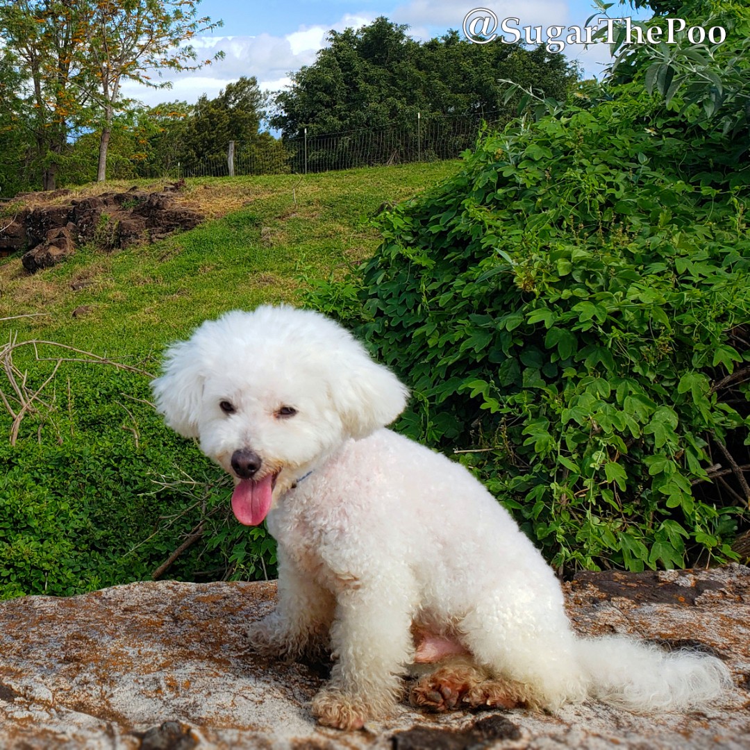 sugarthepoo's tweet photo. 🌳 The earth is green, the sky is blue, my feet are dirty. It's a very good day. 🌳
#SugarThePoo #ilovespreadingsmiles #DirtyDog #AVeryGoodDay https://t.co/fbkKsGLjhk
