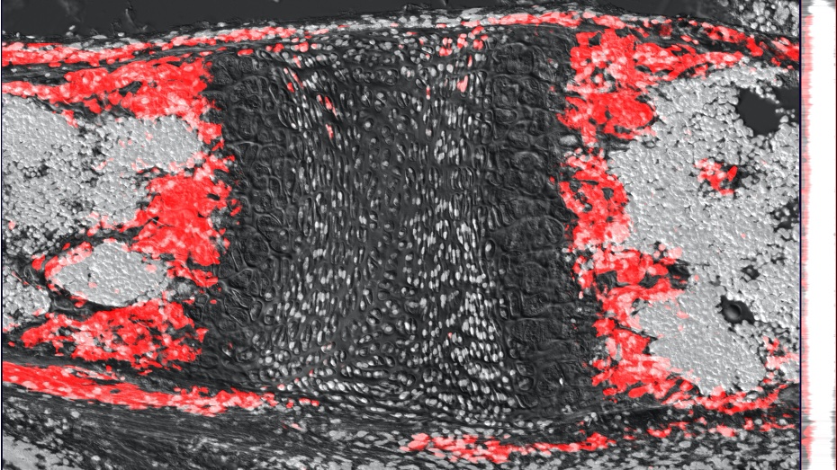 Shawn Hallett tweet media