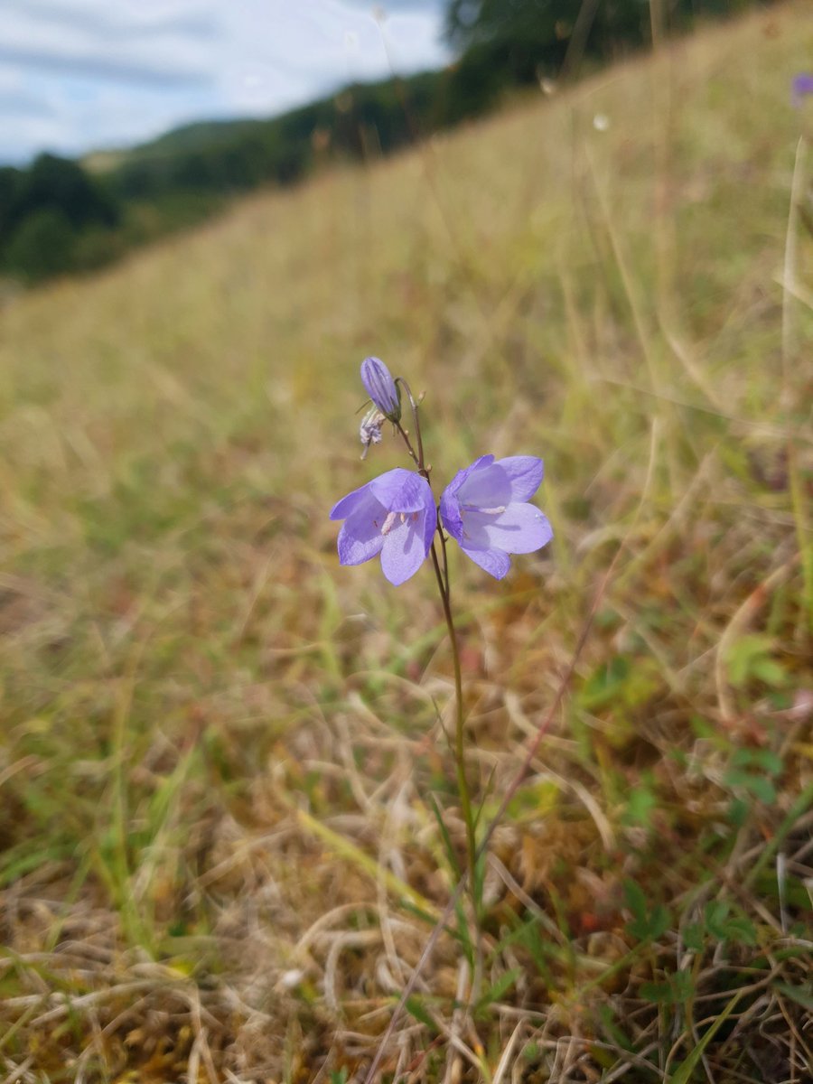 JadeEcology's tweet photo. Clustered bellflower  (Campanula glomerata), Harebell (Campanula rotundifolia) and Eyebright (Euphrasia sp.) at Steers Field, Surrey @BSBIbotany #wildflowerhour #Surreyhills https://t.co/ob4IHJO2bA