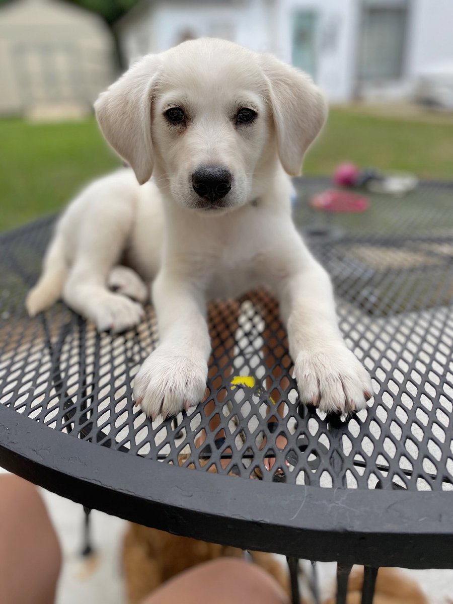 Jenna_munsonnn's tweet photo. what a handsome lil guy 😍 https://t.co/u4Jlh5a7l4