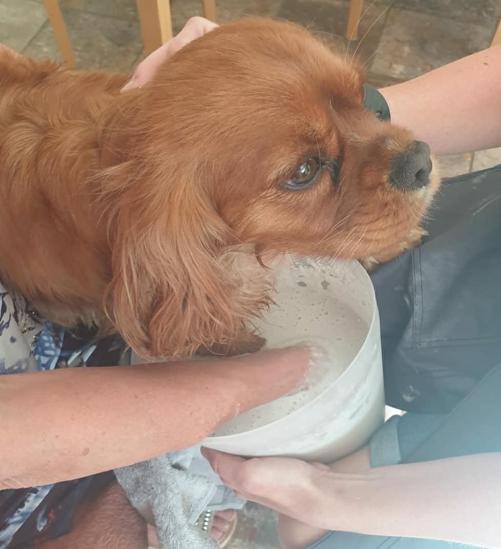 Printsforlife's tweet photo. Creating memories of those we love comes in all shapes and forms. 
Rubie was a dream to cast today, she was very chilled and relaxed throughout the whole process. https://t.co/12rNYCqkRG