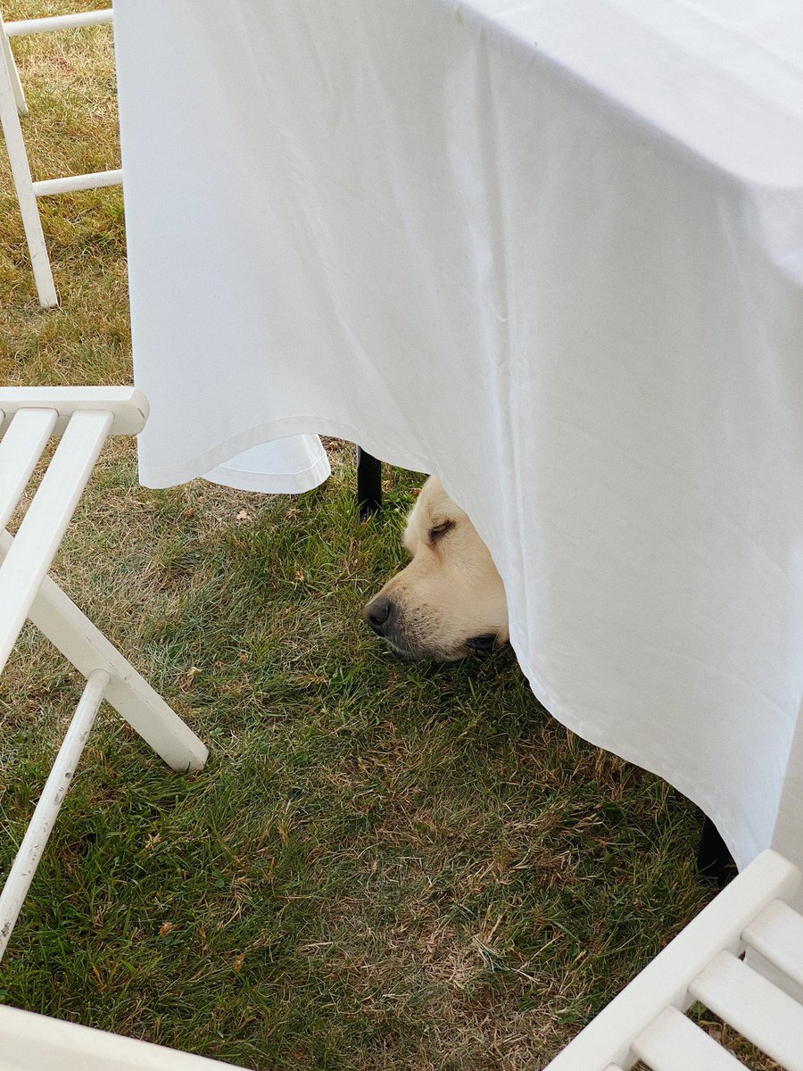 ardenrose's tweet photo. Tired himself out trying to sneak food off the table 🥺💗 https://t.co/wnQTd6BJqC