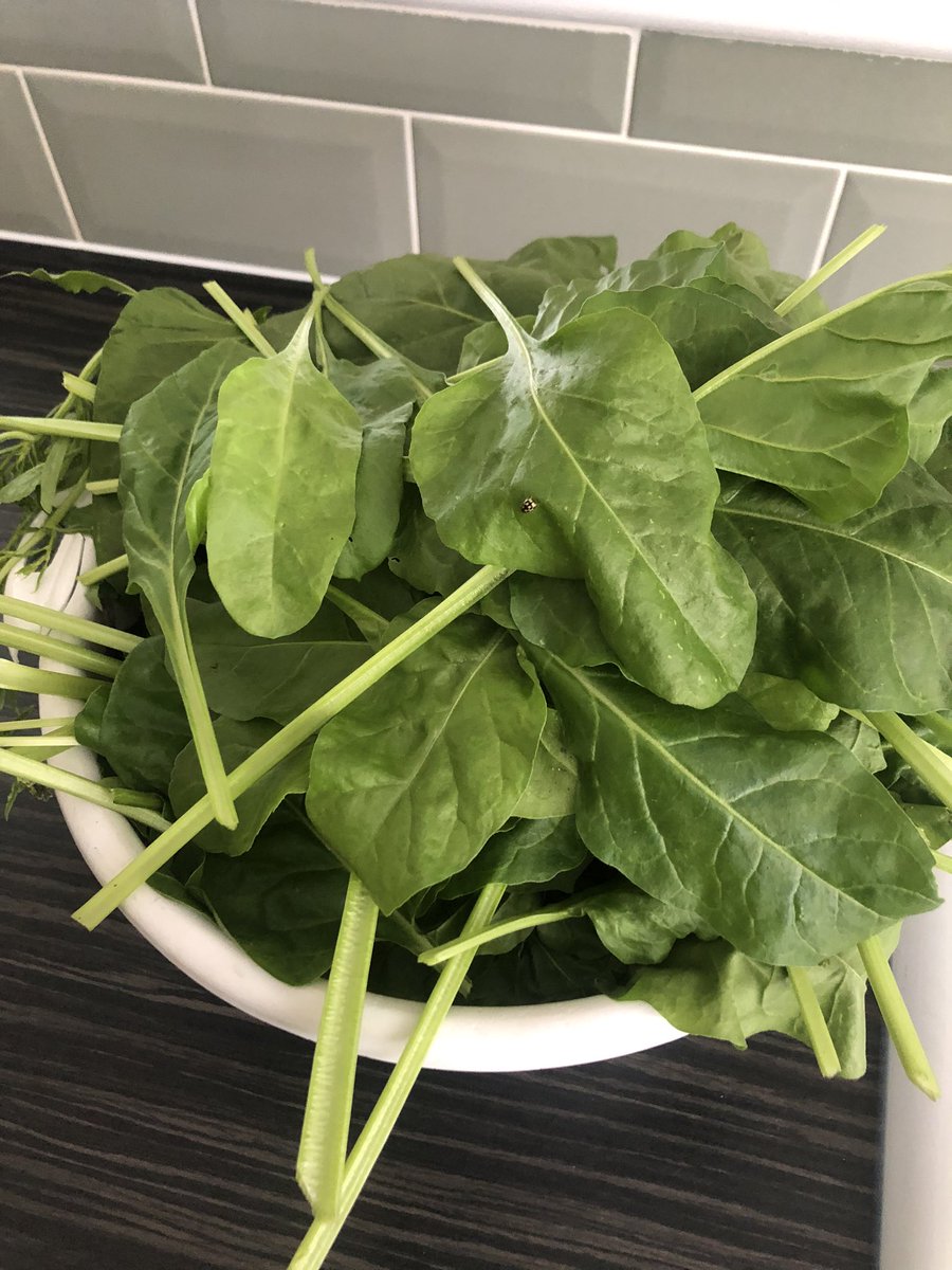 louswaiting's tweet photo. Day in the allotment followed by a walk along the river. #AHPsActive #Acshccactive #WeActiveChallenge https://t.co/aFr5inO7hL