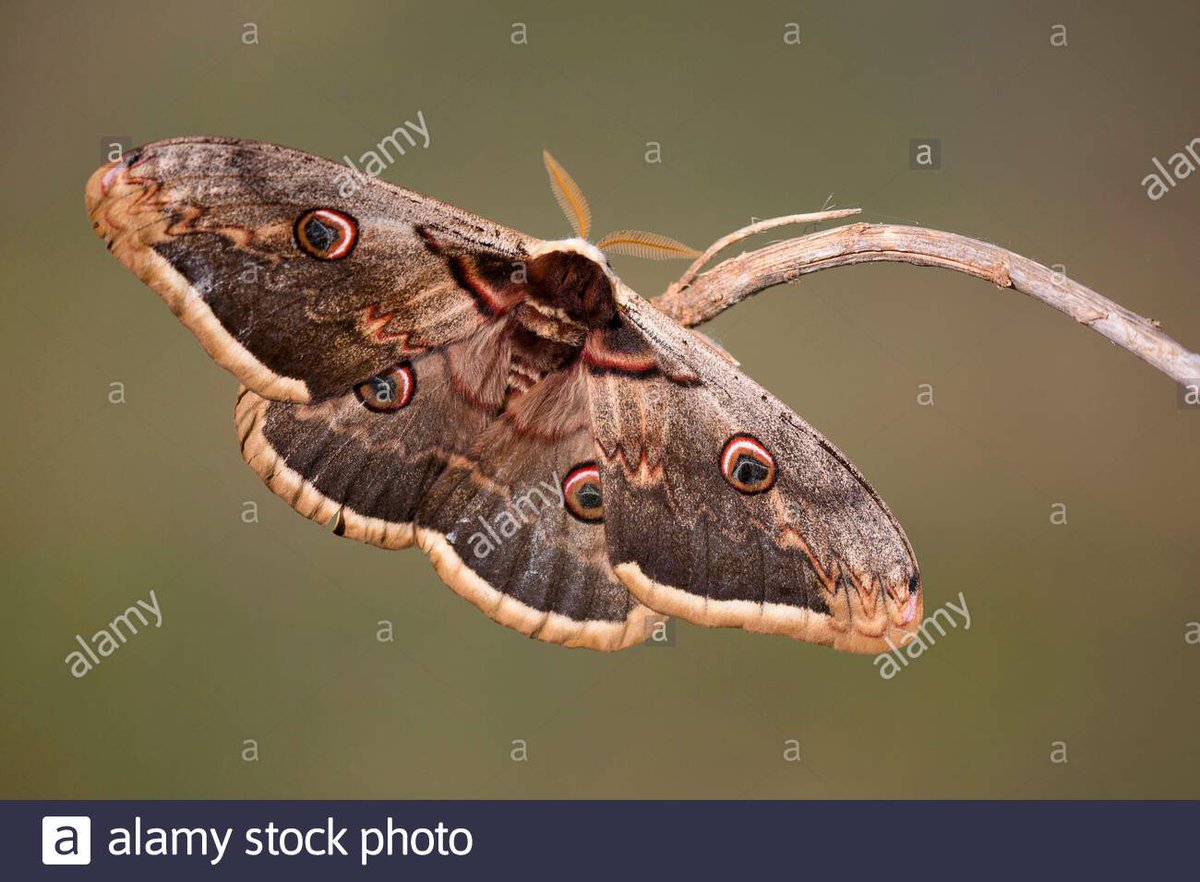 MidiChap's tweet photo. Finally, the big moth that flew away with my dog has been pictured flying over and around the Ascot racecourse, I’m prepared to hand over a blank cheque to whoever returns Monty back to me and captures the moth *ALIVE* I intend to press charges! https://t.co/6UUxMHoSkW