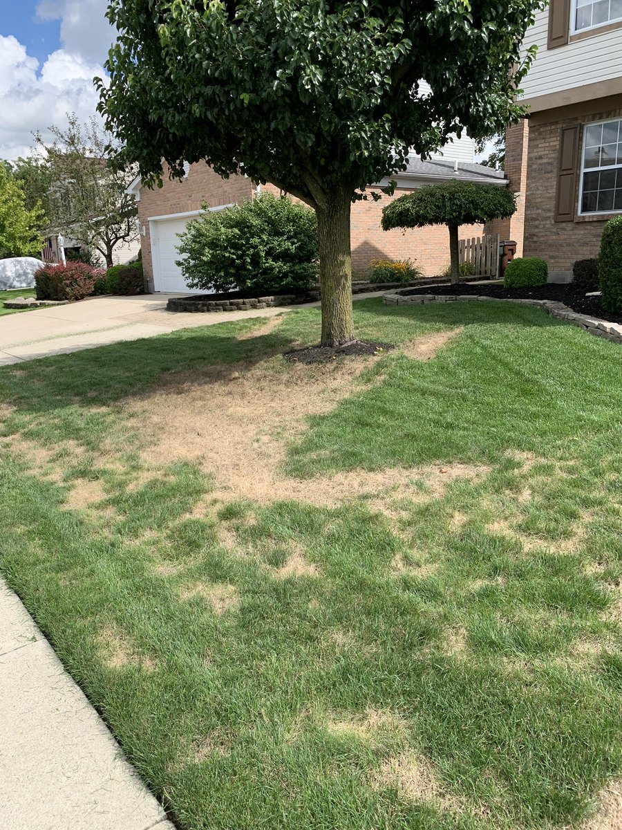 Keep up the good work <a href="/TruGreen/">TruGreen</a>.  Should be TruBrown!!!  In the 5 weeks since you killed my lawn, you have done nothing to fix this but send me bills. Give me a call and I will put you in touch with green velvet sod farms.  Your gonna need their help when you replace my lawn