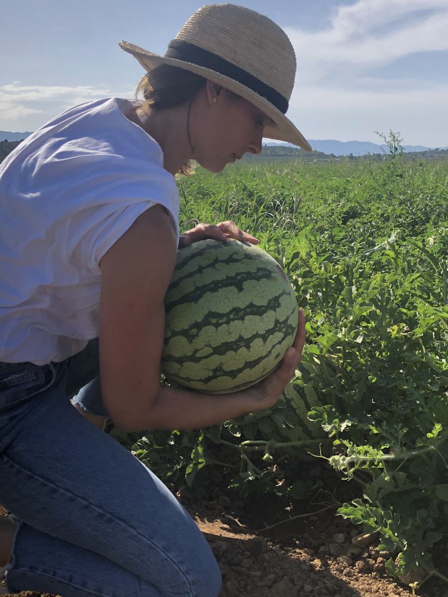 productorscat's tweet photo. 🗣 Hola, sóc la #RosaSamper 👩‍🌾 Em dedico a la producció de síndries, cítrics i horta 😋
📍Aldea #TerresEbre

ℹ Síndries ratllades sense pepites 

🧺 2 síndries de 5-7kg/u
🛒 17€ (•) 🚚 inclòs

📲 https://t.co/yywI69MtZj

Si voleu compartir -> https://t.co/vkifctInSU https://t.co/32p0wqWQMb