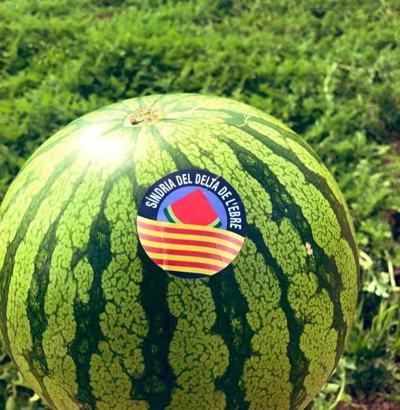 productorscat's tweet photo. 🗣 Hola, sóc la #RosaSamper 👩‍🌾 Em dedico a la producció de síndries, cítrics i horta 😋
📍Aldea #TerresEbre

ℹ Síndries ratllades sense pepites 

🧺 2 síndries de 5-7kg/u
🛒 17€ (•) 🚚 inclòs

📲 https://t.co/yywI69MtZj

Si voleu compartir -> https://t.co/vkifctInSU https://t.co/32p0wqWQMb