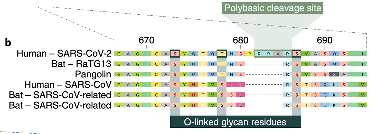 As compared with SARS, this virus has a furin polybase site that when cleaved gives it enhanced tropism 2/x https://www.nature.com/articles/s41591-020-0820-9.pdf  @K_G_Andersen  @NatureMedicine  https://science.sciencemag.org/content/369/6503/510  @ScienceMagazine