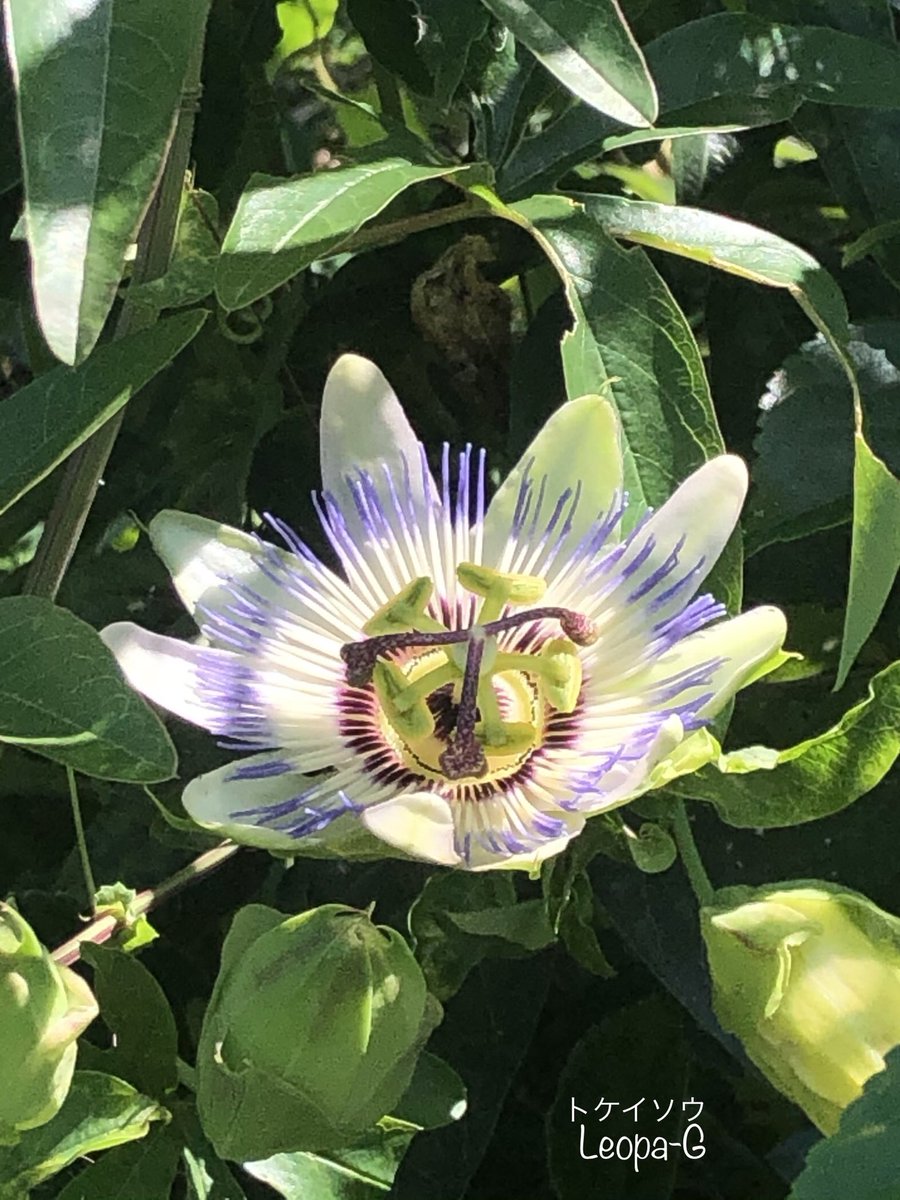 皆様 おはようございます Monday Morning 今週もよろしくお願いします 今日は 蜂蜜の日 だそうです 全日本はちみつ協同組合 日本養蜂はちみつ協会が制定 ひっそりと咲いている山村の花々 321 410 トケイソウ 花言葉 聖なる愛 聖なる力