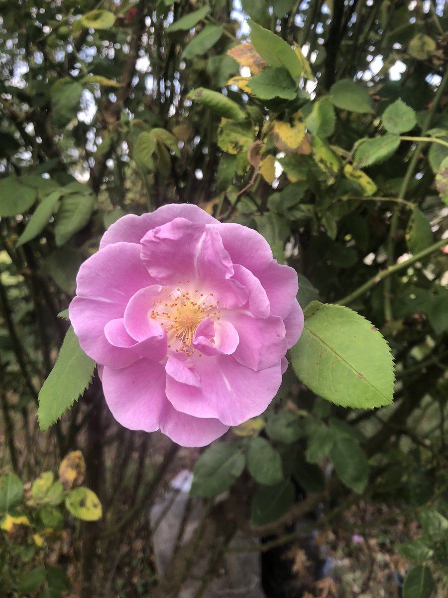 Luna Rae Blog tweet media