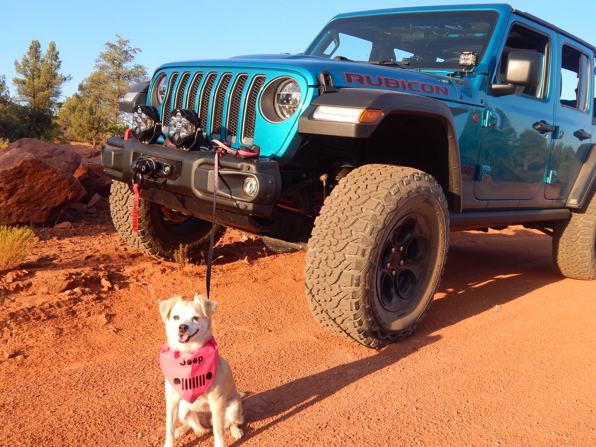 chihualapoo's tweet image. This was another contender from our photo shoot. @Jeep #JeepTopCanine #contest
