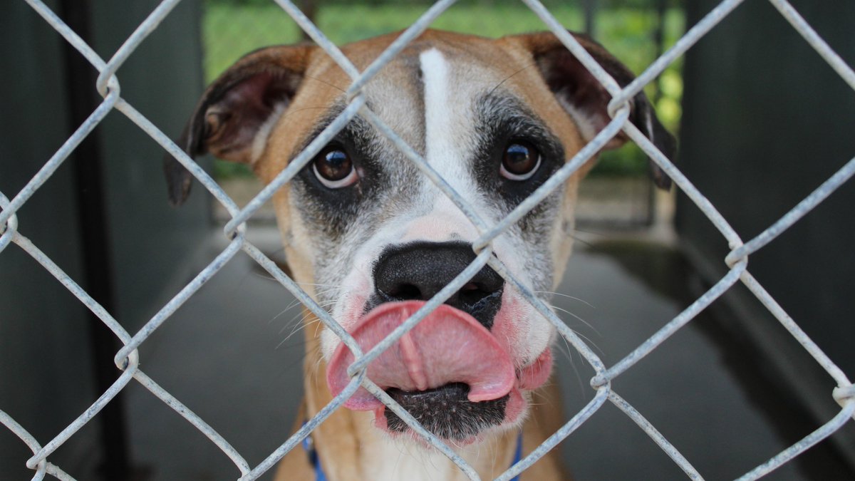 CVHumane's tweet photo. Saraphene is excited for playtime on a beautiful afternoon! https://t.co/0jf1UMiXlQ