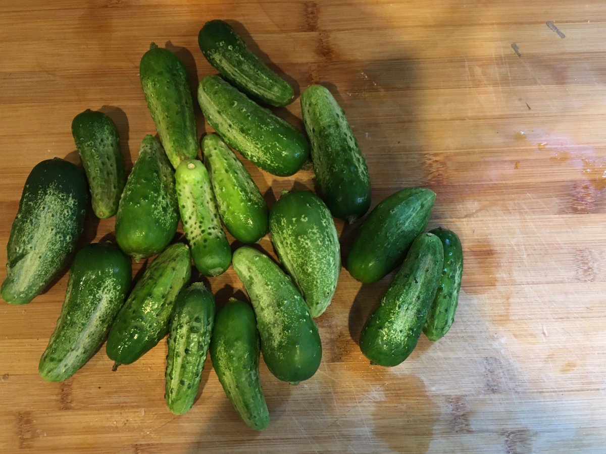 havent been showing all my pickles on here but i feel pretty good about this batch