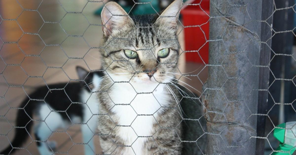 SI TE LO PERDISTE | Por Dentro | Familia y Crianza: Consejos al llevar a tu gato al veterinario pordentro.pr/familia-y-cria…