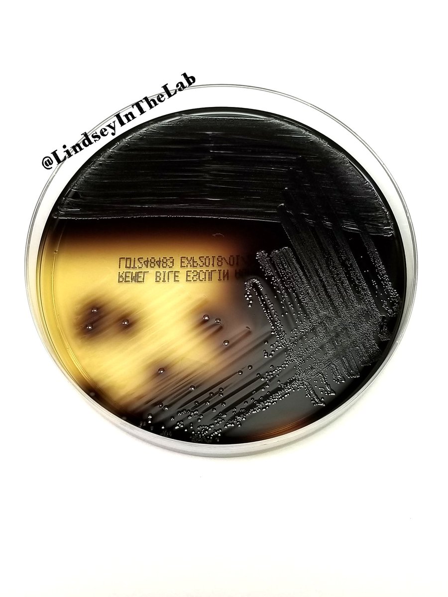 LindseyintheLab's tweet photo. A Gram + organism on Bile Esculin Agar (BEA) shows this growth. What #microorganism do you suspect?
#lab4life #medicallaboratoryscience #medmicro #clinicalmicro #bacteria #microbiology #scienceispretty https://t.co/5bd4DEf04m