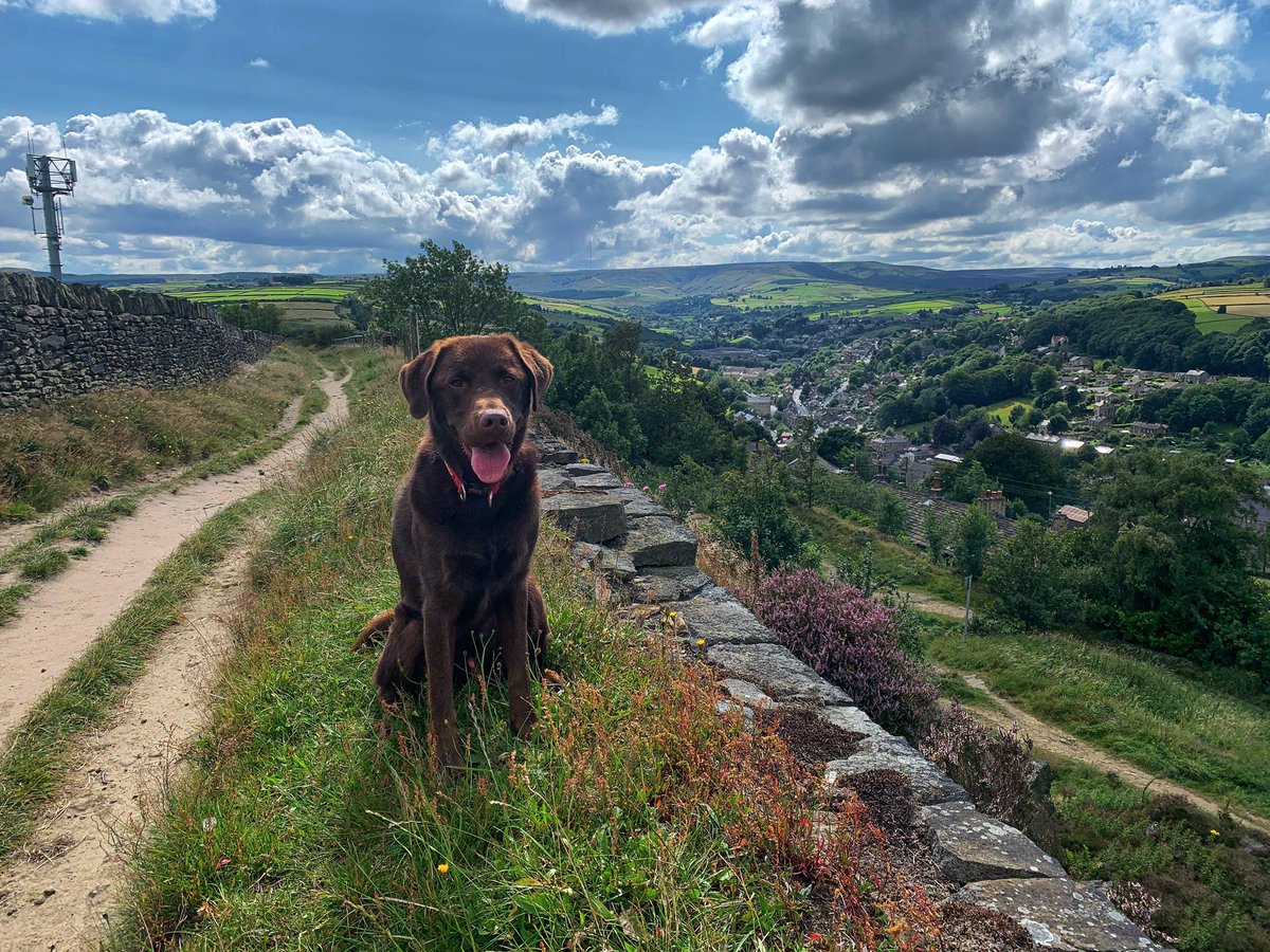 Looking after this fine fella for a few days, Chester the chocolate labrador.. and he likes pubs