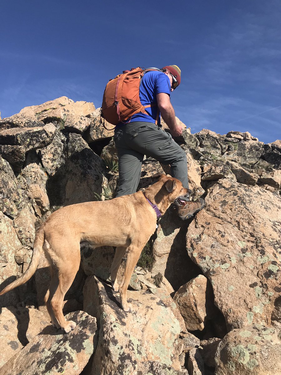 Vicky_Hill2017's tweet photo. Last hoorah before school starts! Social distancing at 12,000 feet. @GreenLevelHigh #dogsoftwitter https://t.co/85di1td3rx
