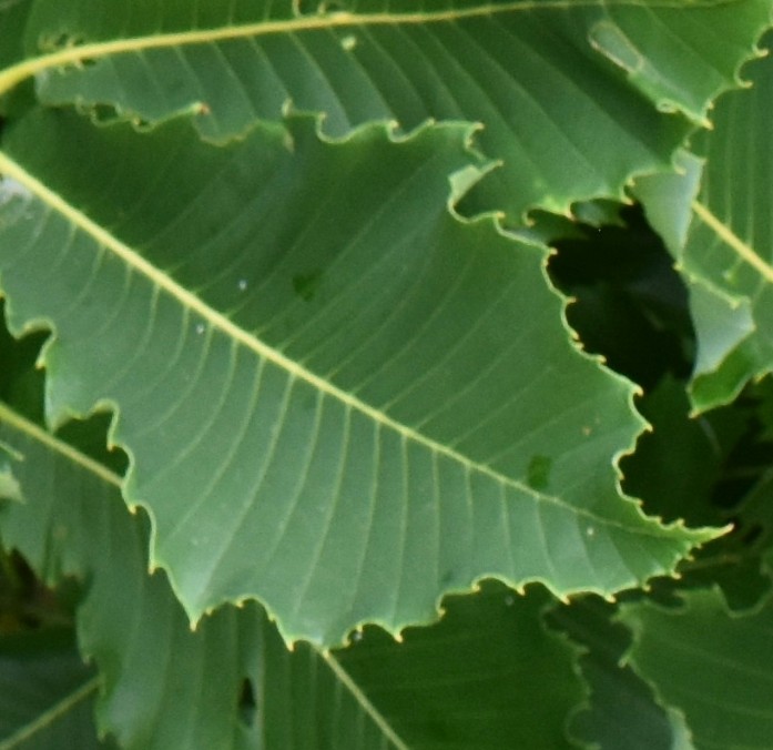 Can you guess this plant from a close up of the leaf? We will release the mystery plant's identity Monday in our monthly #plantprofile.
(Photo courtesy Greg Graves)