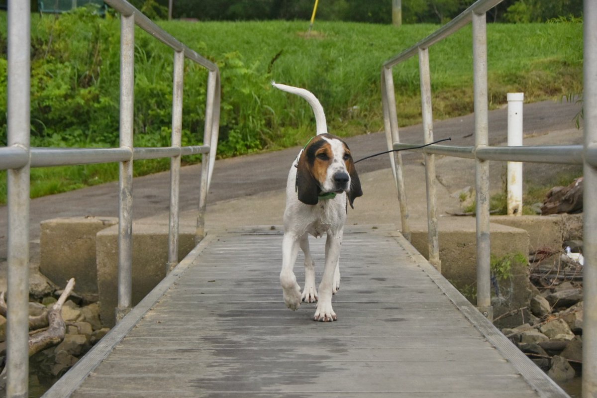 Vitkauskas3's tweet photo. Max going for a swim #dogsports #hunting #wonenhunttoo #womenempowerment #dock #nature #dogsoftwitter #photography https://t.co/x8CfmefcSl