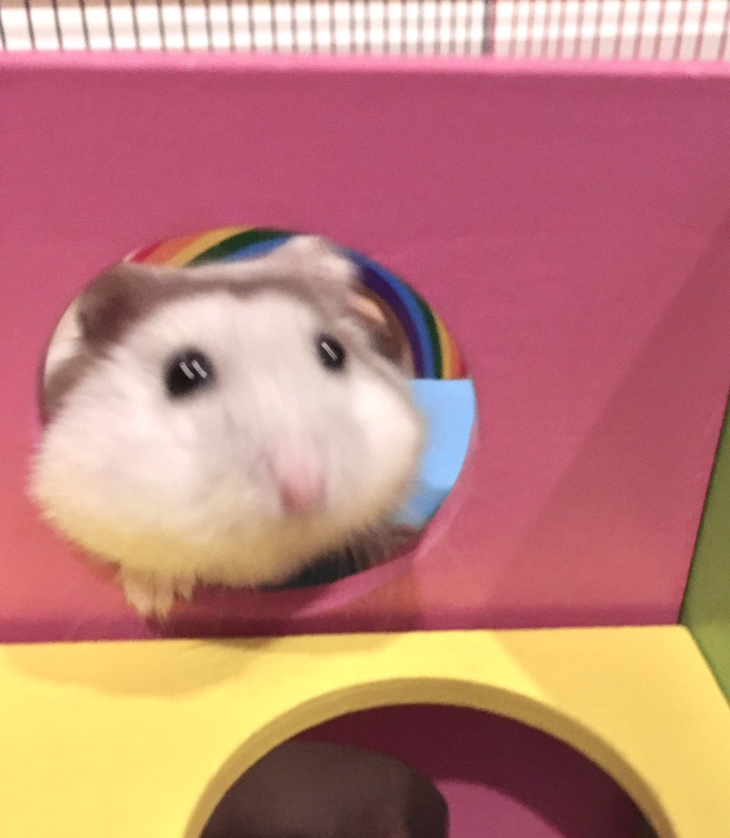 hamster seokjin a thread