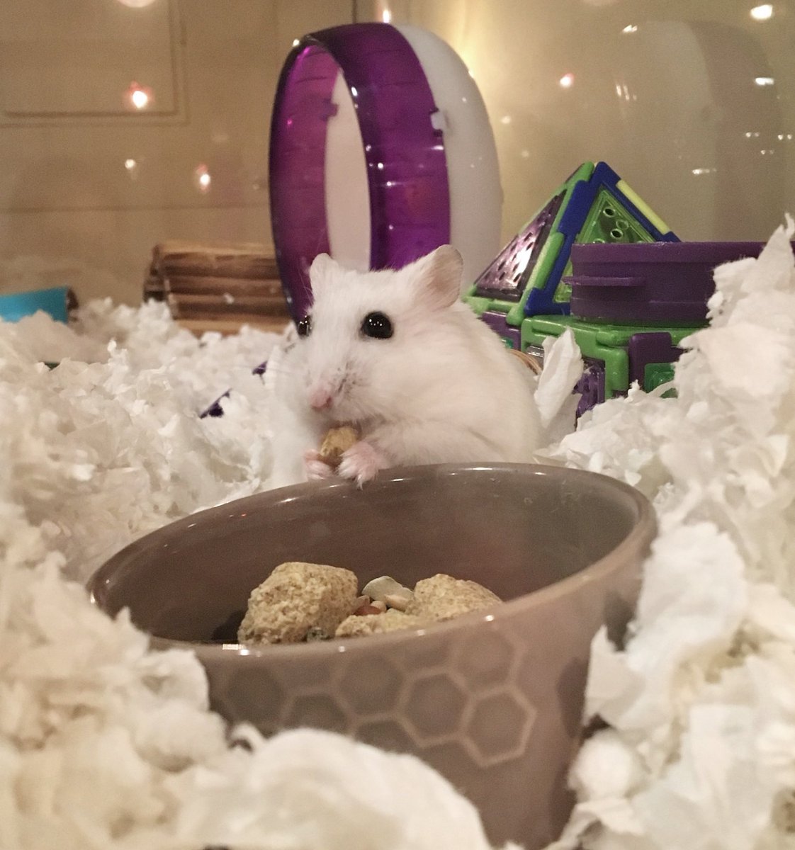 hamster seokjin a thread