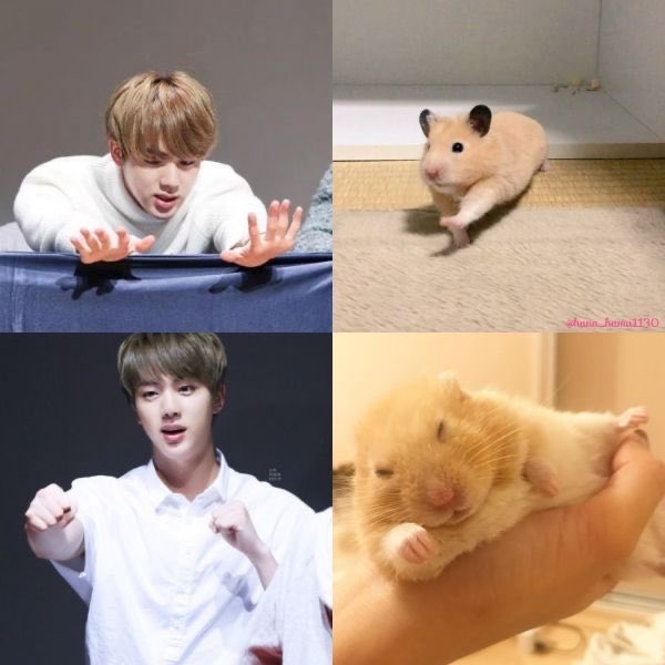 hamster seokjin a thread