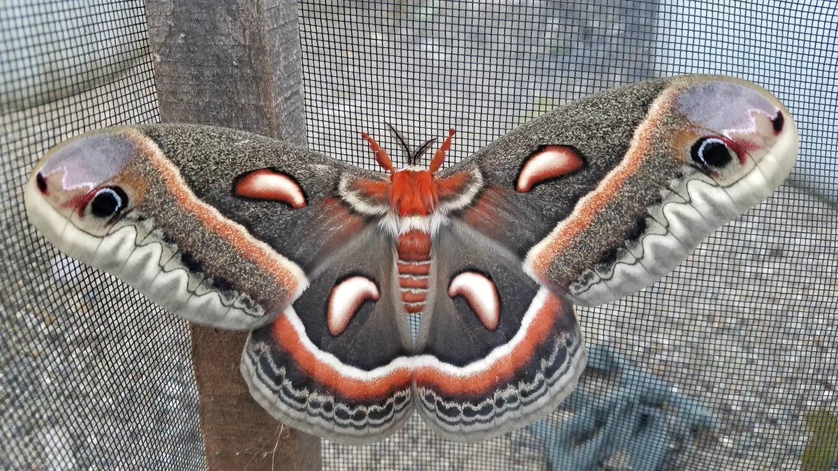 stardragon756's tweet photo. Say hello to my new girl Luna!!! She is a Cecropia Moth! She has issues with touching hot lamps and fire thats why she has those scars and wrappings! Shes clumsy and i love her! 🥰💕
#mothsona #mothcharacter #furry #furryfandom #furryartist #fursona #fursonaart https://t.co/MM7uO6H7oW