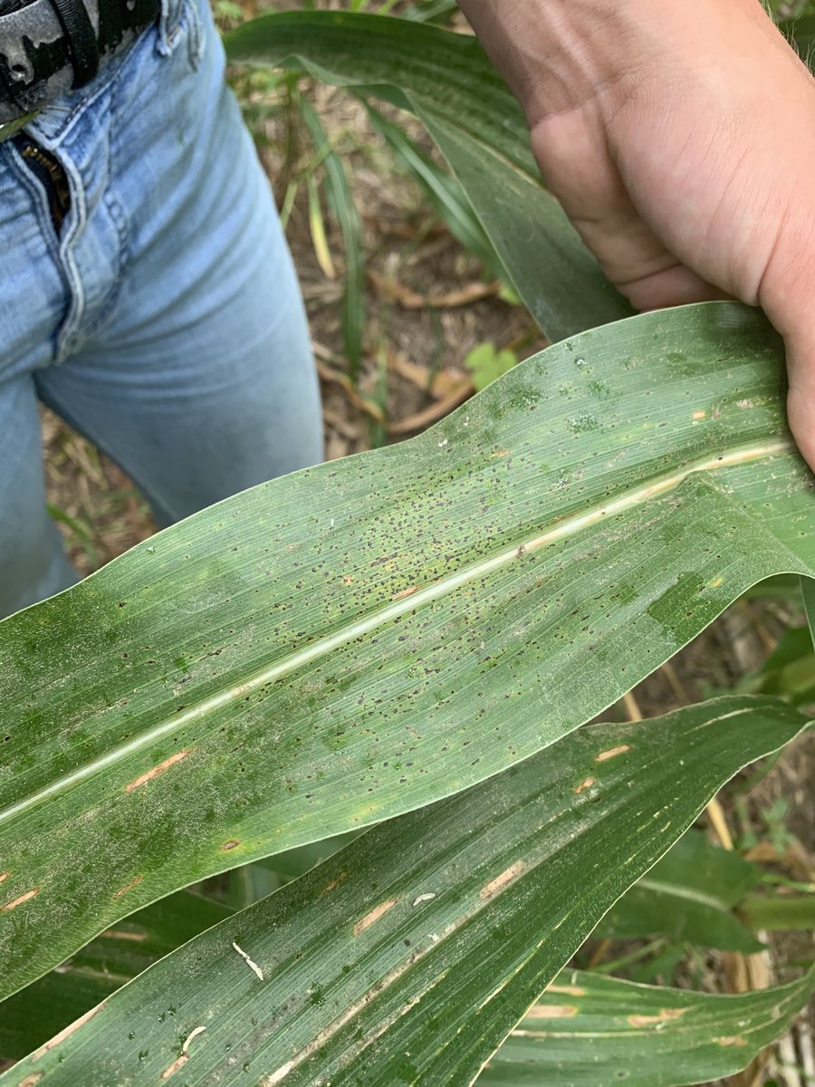 MSturgeon89's tweet photo. Was hoping to not see you again, but I guess with how good the crops look in W IL something had to happen. Tar Spot is in the Warren/Henderson Co area as of last week. Scouting isn’t over for 2020 in order to keep those bushels. #WalkEm #TarSpot @badgercropdoc https://t.co/SwFTmt9pPp