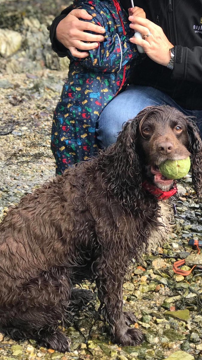rosieDoc2's tweet photo. #LOST - our gorgeous brown #working #cockerspaniel called coco gone #missing in the #Summercourt, #StEnoder (#Newquay, #Cornwall) area. Pls call 07866707800 if you find her.TY https://t.co/ezKajixO7e
@SaraGil54981392 @bs2510 @MolliePug @KarenFi51820768 @MissingPetsGB @gelert01 https://t.co/oKvpnk9u79