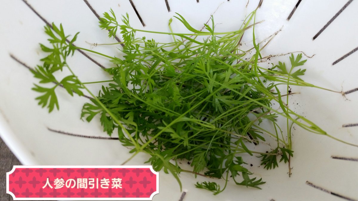 ネギ男 No Twitter 昨日夕方は茗荷が5個採れました 今季累計39個 ミニニンジンは2度目の間引き 1 間隔から3 間隔にしました 間引き菜はサラダに入れて食べました 放置していたワケギの球根から新芽が出てきてました 家庭菜園 茗荷 人参 T Co ネギ男 No Twitter 昨日夕方は茗荷が5個採れました 今季累計39個 ミニニンジンは2度目の間引き 1 間隔から3 間隔にしました 間引き菜はサラダに入れて食べました 放置していたワケギの球根から新芽が出てきてました 家庭菜園 茗荷 人参 T Co