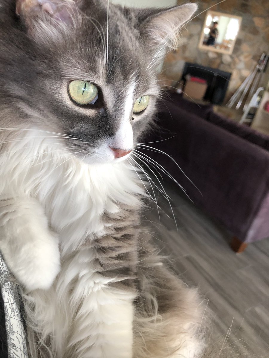 strategy_cat's tweet photo. I am beauty, I am grace, I will shred your F*ing face https://t.co/PZ7LPsGMwr