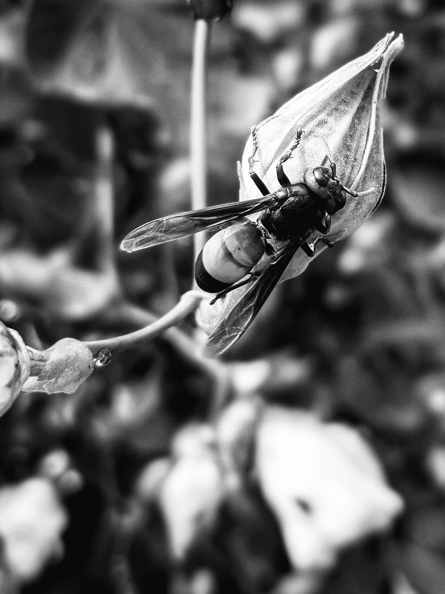 average_guy_007's tweet photo. Which one do you like? 
Original or the B&amp;W? 
Taken in portrait mode. 
#amateurphotography #portaitmode #blackandwhitephoto #blackandwhitephotography #teampixel #Pixel4XL #snapseed https://t.co/juAvD4Yimz
