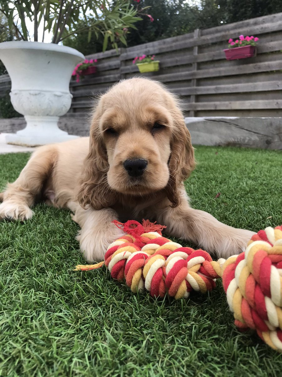 BerthaudI's tweet photo. avouez que c’est le plus mignon 🥰 https://t.co/ROF3LsJAhG