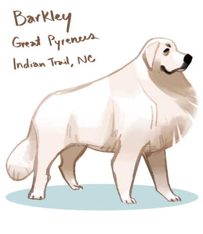 Barkley the  #greatpyrenees! Adoptable in Indian Trail NC described as a "Big Confident Boy" and i love him  #Doggust  https://www.petfinder.com/dog/barkley-48650695/nc/indian-trail/carolina-great-pyrenees-rescue-nc339/