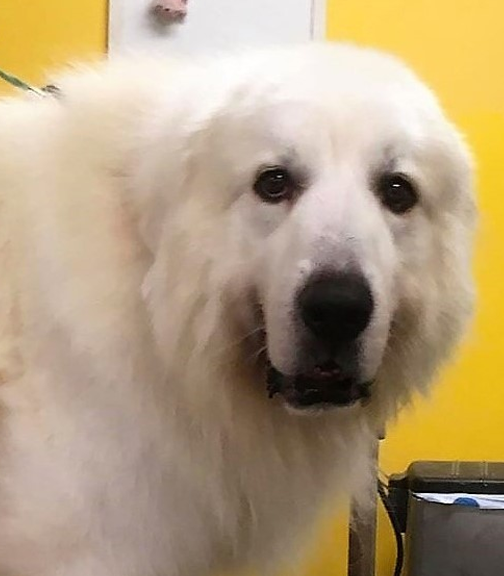 Barkley the  #greatpyrenees! Adoptable in Indian Trail NC described as a "Big Confident Boy" and i love him  #Doggust  https://www.petfinder.com/dog/barkley-48650695/nc/indian-trail/carolina-great-pyrenees-rescue-nc339/