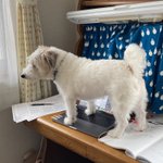少し部屋を空けていたら…犬がレポートを書いてくれていた!