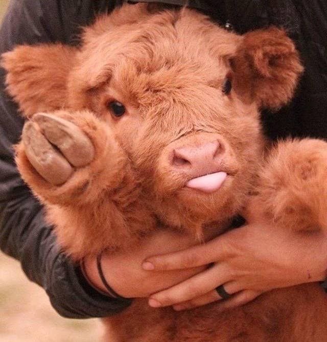 Heres a baby cow to make you feel better