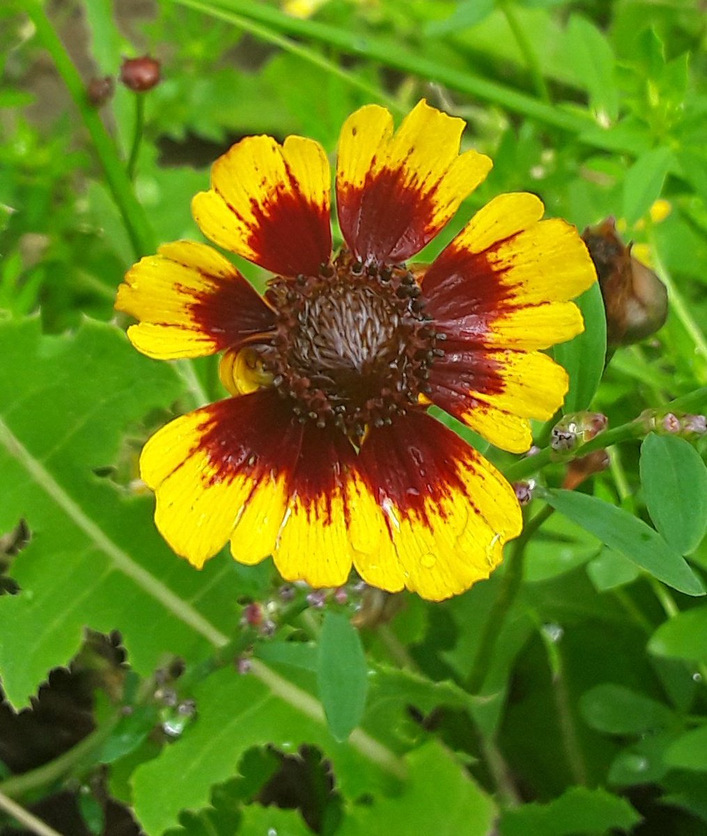 I think plains coreopsis is my new favourite wildflower