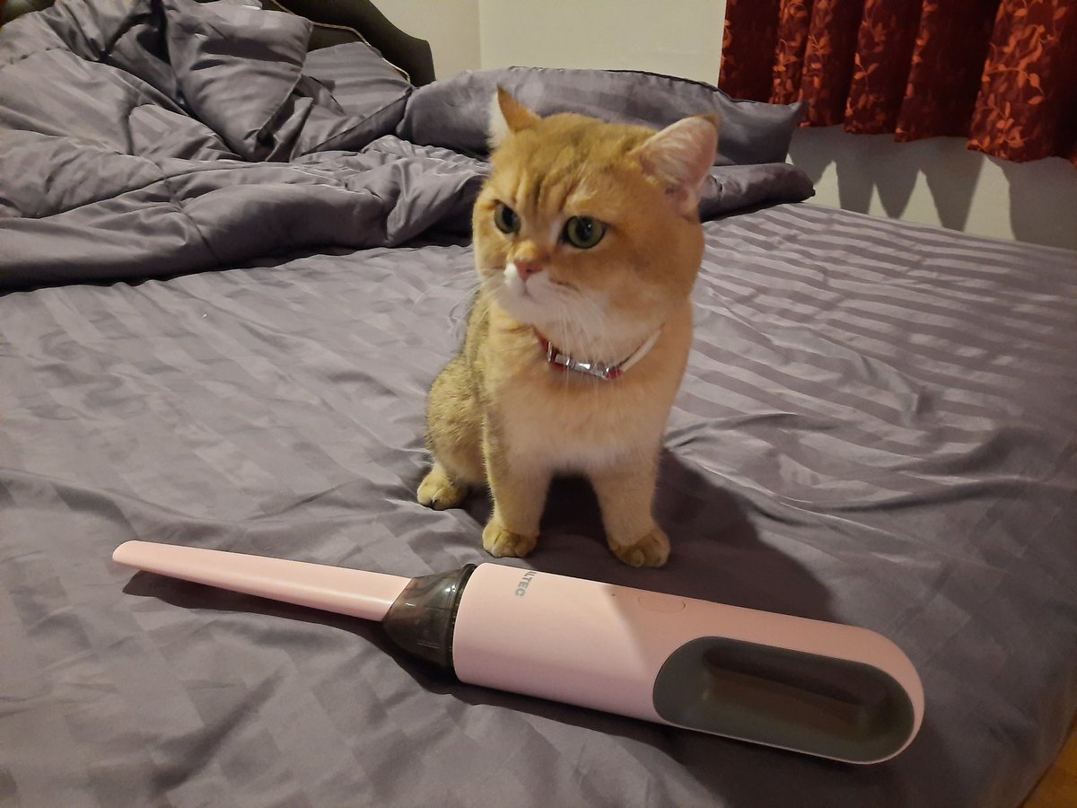 edward10516's tweet image. เครื่องดูดฝุ่นขนาดพกพา ไร้สาย ชาร์จครั้งนึงก็ใช้ได้นานเลย มีหัวต่อให้2แบบ พกพาง่าย เดินทางไกล หมดห่วงเลยเรื่องทรายหกในรถ หรือขนแมวร่วงตามซอกต่างๆ บนที่นอนก็ดูดได้ 
#เครื่องดูดฝุ่น #ALTEC #Topvalue
ใส่โค้ด EDWARD10516 
ลด 5% (ลดสูงสุด 500 บาท) 
- สนใจ
 คลิก bit.ly/39hN0yR