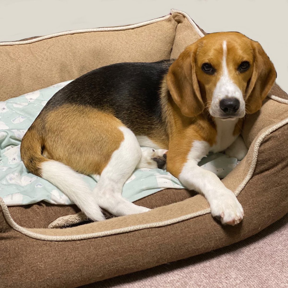 スティーヴン スピルハンバーグ おまけの くっついて日向ぼっこするいーぬと それぞれで涼むいーぬ 犬