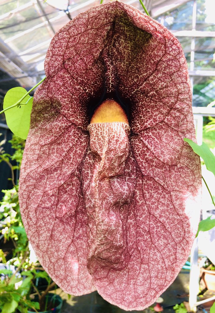 とちぎ花センター 公式 サシの入りが尋常じゃない和牛花 A5ランク 栃木和牛 世界の醜い植物ランキング10位 いい香りなのにひどい アリストロキアギガンティア でも食べちゃダメ毒あるから とちぎ花センター とちぎ花センター 公式 サシの入りが尋常じゃない和牛花 A5ランク 栃木和牛 世界の醜い植物ランキング10位 いい香りなのにひどい アリストロキアギガンティア でも食べちゃダメ毒あるから とちぎ花センター