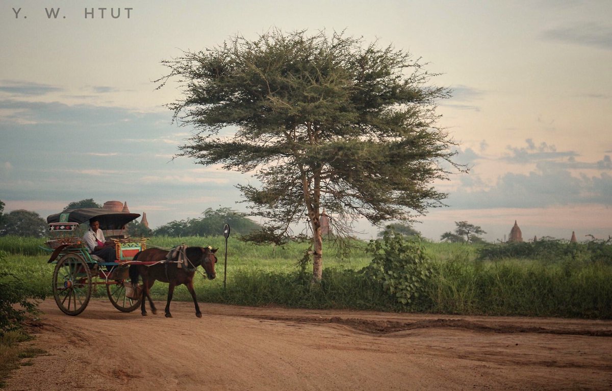 bobo25ster's tweet photo. #bagan #Myanmar #horse_cart #travelphotography #travel_photos #500pxrtg #PintoFotografia #ThePhotoHour #photoRTG #dailyPhoto #PhotoOfTheDay https://t.co/Hji4j1MpiE