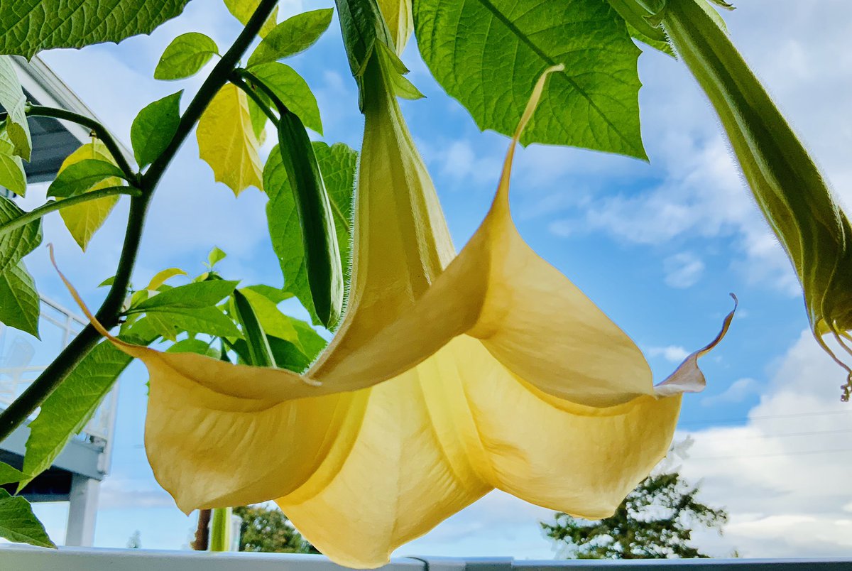 Soy On Twitter Yes They Are Beautiful This Is Their Second Year I Bought It Last Year At The Seattle Home And Garden Show At One Point I Had 14 Flowers Https T Co Wbbddgvdr7