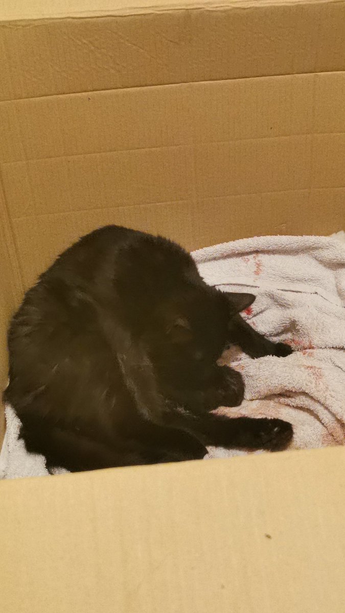 The last kitten came just under an hour after the before. Its been 45 minutes since number 4 came so do I go to bed or wait for a bit?Tammy can't keep her eyes open