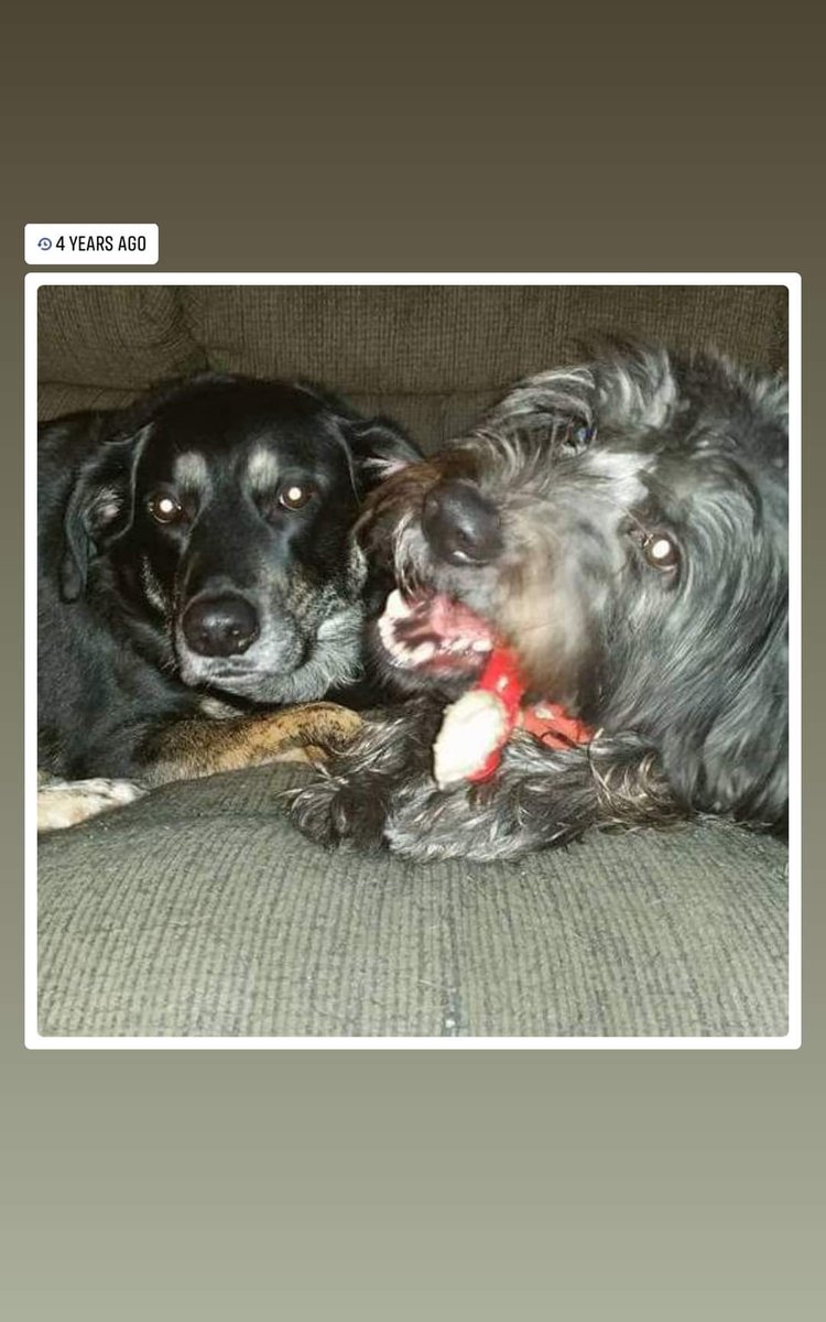 AggieQBBQ's tweet photo. #NWDogDugout meet brothers yes they are true litter mates. Waylon &amp; Willie https://t.co/IpoOObvkOZ
