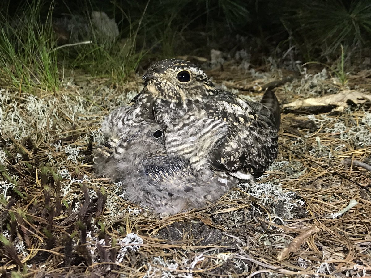 Nighthawk nestlings are getting bigger, but that doesn’t stop them from snuggling up under mom! I snapped a quick picture of this chick poking its face out when we checked the nest last evening (sibling’s stubby little tail is sticking out on the left). 

#nightjars #ornithology