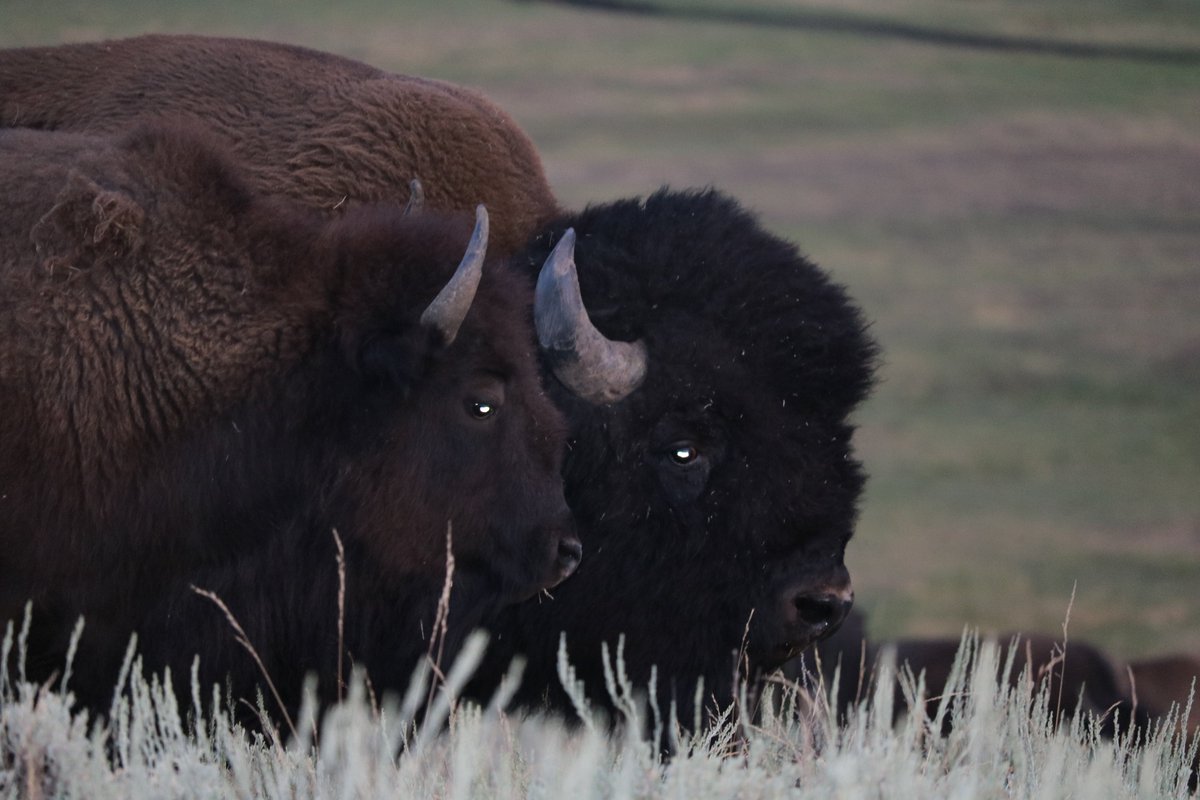 We're in Bozeman now, but I just love this shot of two Bison in the Lamar Valley with the sunset reflected in their eyes. It's mating season -- they're a couple.